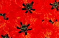 100 найкращих нон-фікшн книг усіх часів. Перша десятка