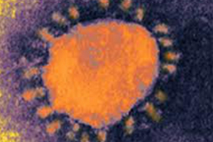 ВООЗ попередила про виявлення нового коронавірусу