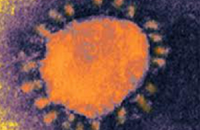 ВООЗ попередила про виявлення нового коронавірусу