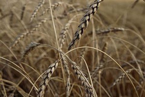В Днепропетровской области сгорело 5 гектаров пшеницы
