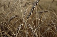 В Днепропетровской области сгорело 5 гектаров пшеницы