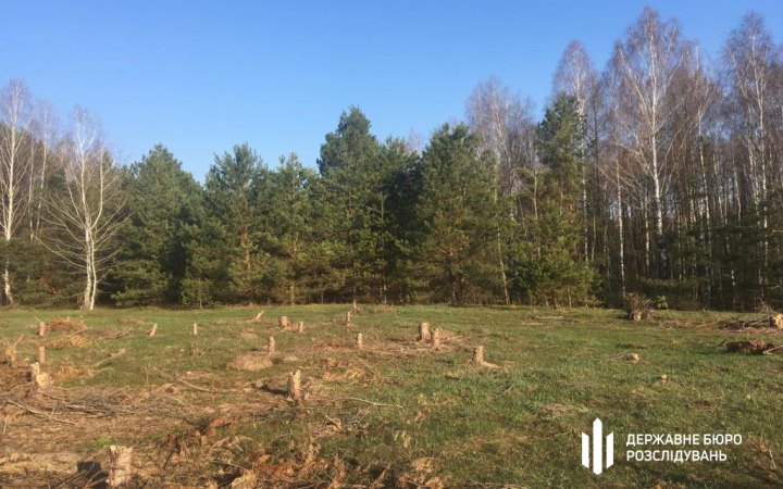 На Київщині інженер лісового господарства допустив виробку цінних дерев на понад мільйон гривень