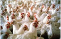 ​На Кременчугской птицефабрике из-за остановки вентиляции погибли 600 тыс. кур 