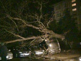 В Ивано-Франковске упавшее дерево повредило пять автомобилей