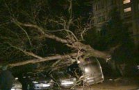 В Ивано-Франковске упавшее дерево повредило пять автомобилей