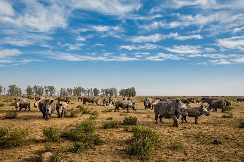 Носорогам на этом южноафриканском ранчо недавно урезали рога. В отличии от слоновой кости, рог носорога отрастает.