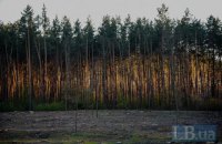 Нові правила: природні ліси замінять лісові плантації