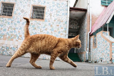 Київрада заборонила вилов бездомних котів