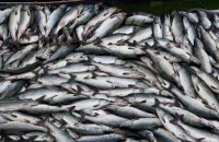 ​Украина расторгла соглашение с Россией по рыбному хозяйству