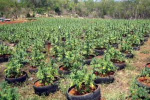 Международный наркоконтроль осудил решение Уругвая о легализации марихуаны