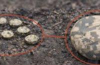 Росіяни знову дистанційно замінували Херсон: міни виявили на мосту через Кошову