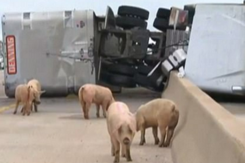 В США 200 свиней разбежались по шоссе после ДТП