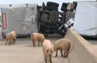 У США 200 свиней розбіглися по шосе після ДТП
