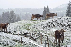 Карпаты засыпало снегом: спасатели искали двух туристов