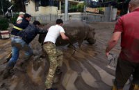 Более 300 животных зоопарка Тбилиси погибли из-за наводнения