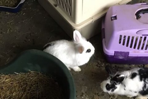 В Дании в однокомнатной квартире зоозащитники обнаружили 46 кроликов 