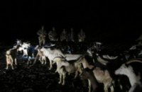 Двоє чоловіків уночі намагалися перегнати в Росію 53 кози