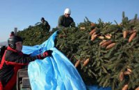 ​Украина отправила в Ватикан рождественские елки