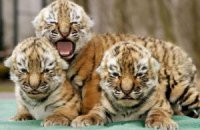 В Харьковском зоопарке пополнение - трое тигрят