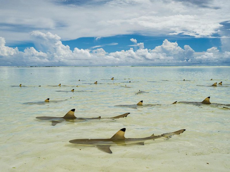 Рифовые акулы в лагуне в Атолле Альдабре, Сейшелы.