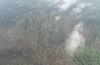 На Житомирщині смерч за лічені хвилини "зніс" 100 га лісу