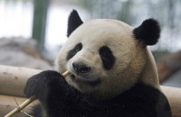 Китай подарил Германии двух маленьких панд