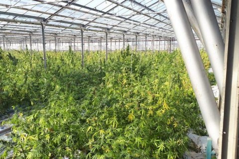 На Прикарпатті в теплицях виростили марихуани на 50 млн євро