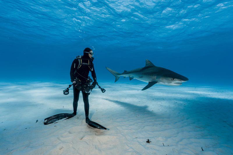 Зустріч дайвера і тигрової акули, Багамські острови.