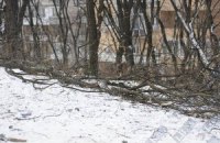 Исторический центр Одессы очищают от старых деревьев
