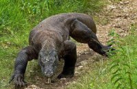 В Индонезии на туриста напал комодский дракон