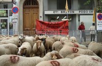 В Лионе протестующие фермеры вывели на центральную площадь 1500 овец