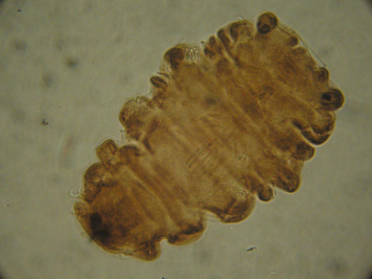 Барильце-тихохід у стані спокою.