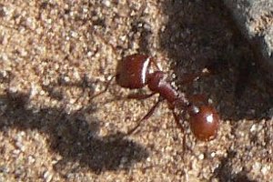 Ученые выяснили, что муравьи пользуются TCP/IP для поиска еды