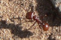 Ученые выяснили, что муравьи пользуются TCP/IP для поиска еды