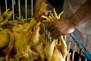 В Мексике уничтожено 2,5 млн птиц из-за птичьего гриппа