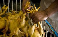 В Мексике уничтожено 2,5 млн птиц из-за птичьего гриппа