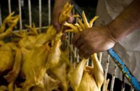 Україна заборонила ввезення птиці з Китаю