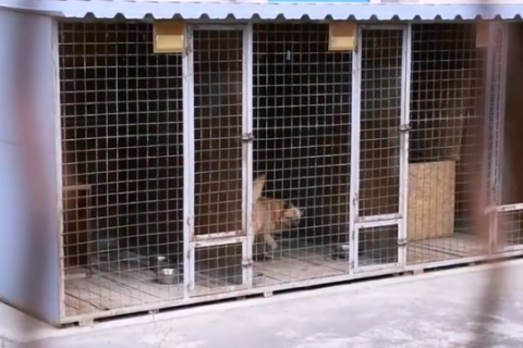 У Миколаєві відбулися зіткнення через ймовірне вбивство 135 собак