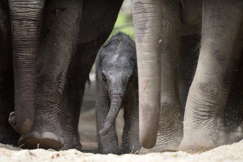 Во время парада на Шри-Ланке слоны побежали в толпу людей и ранили 17 человек