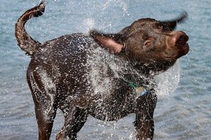 Ученые выяснили, как собаки стряхивают воду