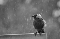 Вихідні в Україні будуть дощовими і з грозами