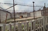 У Хмельницькому з приватного центру реабілітації диких тварин втекли дві левиці. Їх впіймали (оновлено)