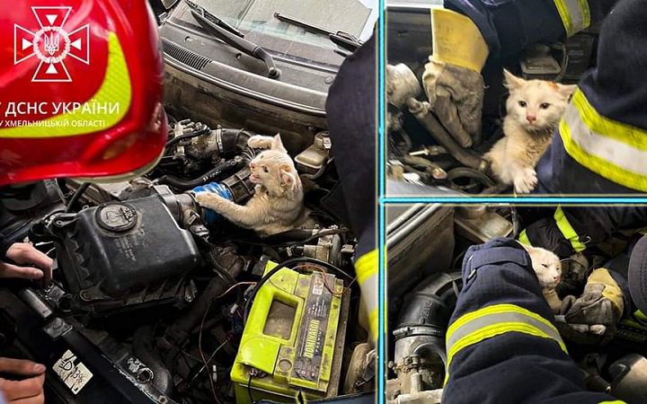 У Хмельницькому рятувальники витягли кота з моторного відсіку автівки 