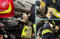 У Хмельницькому рятувальники витягли кота з моторного відсіку автівки 
