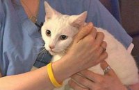 В Бельгии кошка заразилась коронавирусом от хозяина