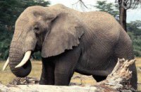 Японский зоопарк отпразднует 65-й День рождения слонихи