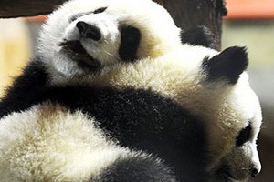 Китай отдаст Франции двух больших панд