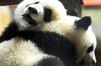 Китай отдаст Франции двух больших панд