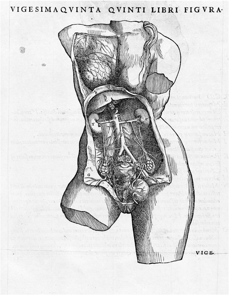 Анатомія жіночого тіла.