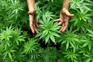 Комиссия ООН: надо легализовать марихуану
